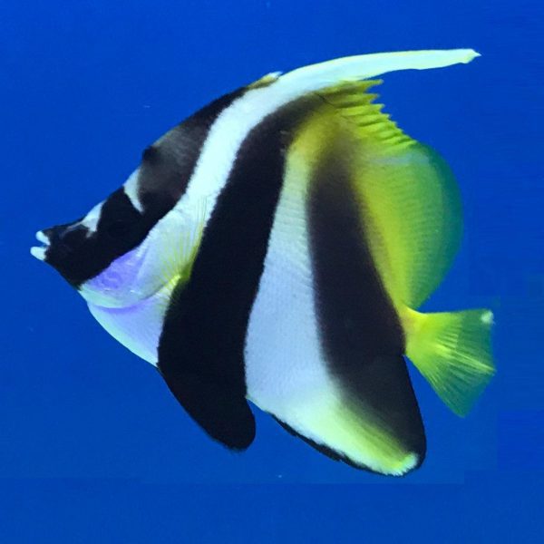 پروانه ماهی آنتن دار نقاب دار