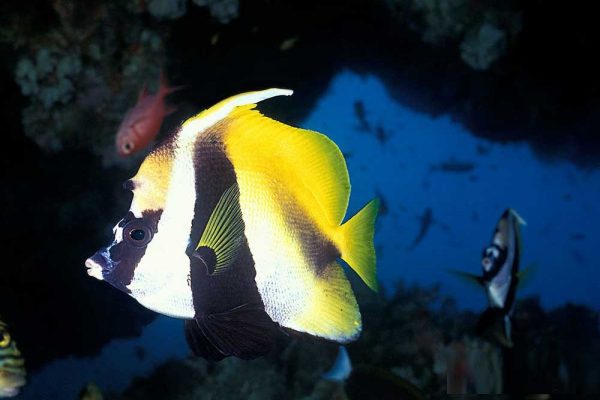 پروانه ماهی آنتن دار نقاب دار