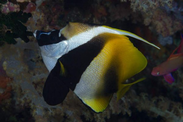 پروانه ماهی آنتن دار نقاب دار