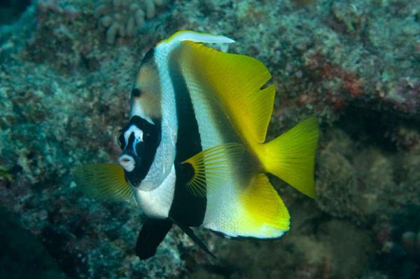 پروانه ماهی آنتن دار نقاب دار