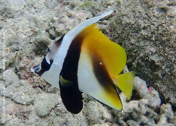 پروانه ماهی آنتن دار نقاب دار