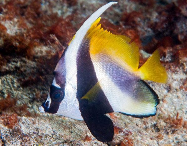 پروانه ماهی آنتن دار نقاب دار