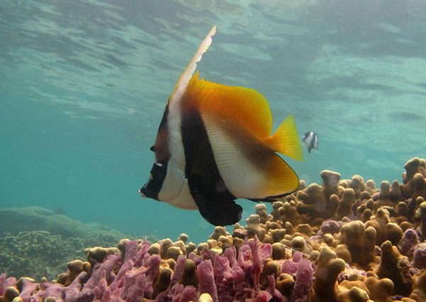 پروانه ماهی آنتن دار نقاب دار