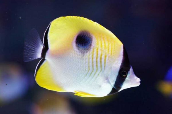 پروانه ماهی اشک چشم