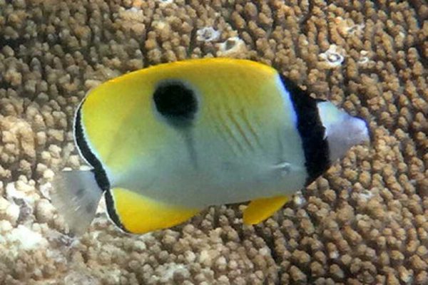 Tear Drop Butterflyfish