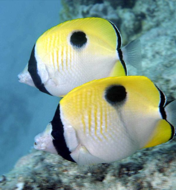 Tear Drop Butterflyfish