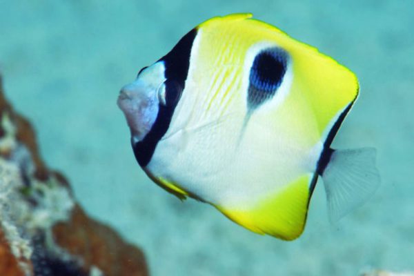 Tear Drop Butterflyfish