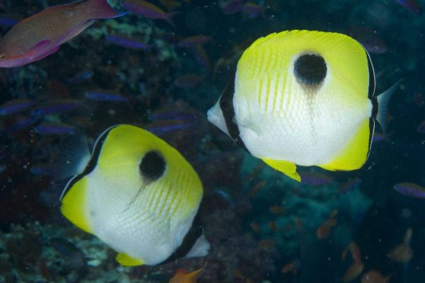 Tear Drop Butterflyfish