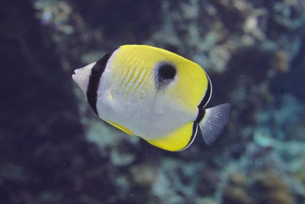 Tear Drop Butterflyfish