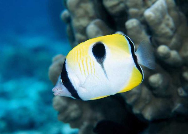 Tear Drop Butterflyfish