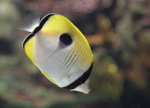 Tear Drop Butterflyfish