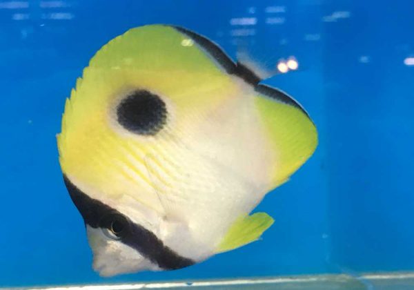Tear Drop Butterflyfish