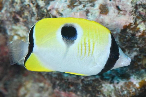 پروانه ماهی اشک چشم