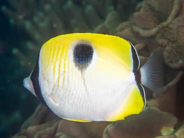 Tear Drop Butterflyfish