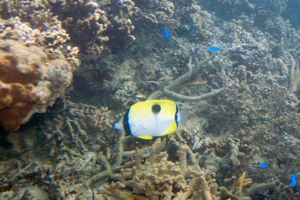 Tear Drop Butterflyfish