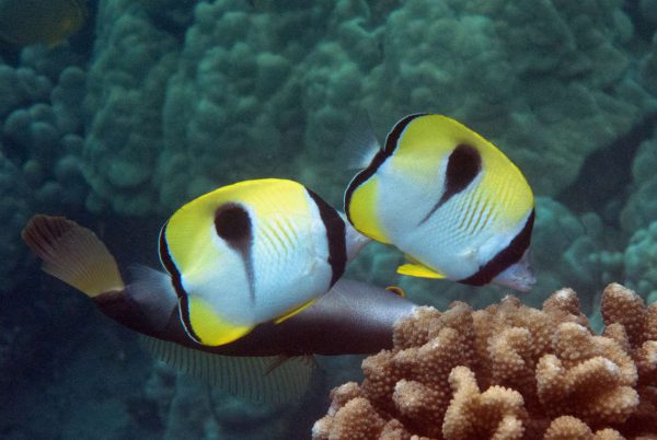 Tear Drop Butterflyfish