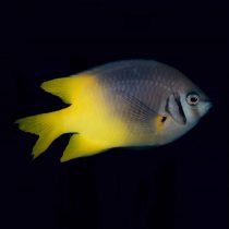 کرومیس دهان مشکی بالغ