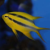 کرومیس دهان مشکی نابالغ