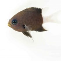 کرومیس شکلاتی(بایکالر)