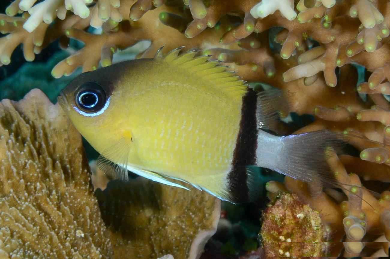 کرومیس پاندا