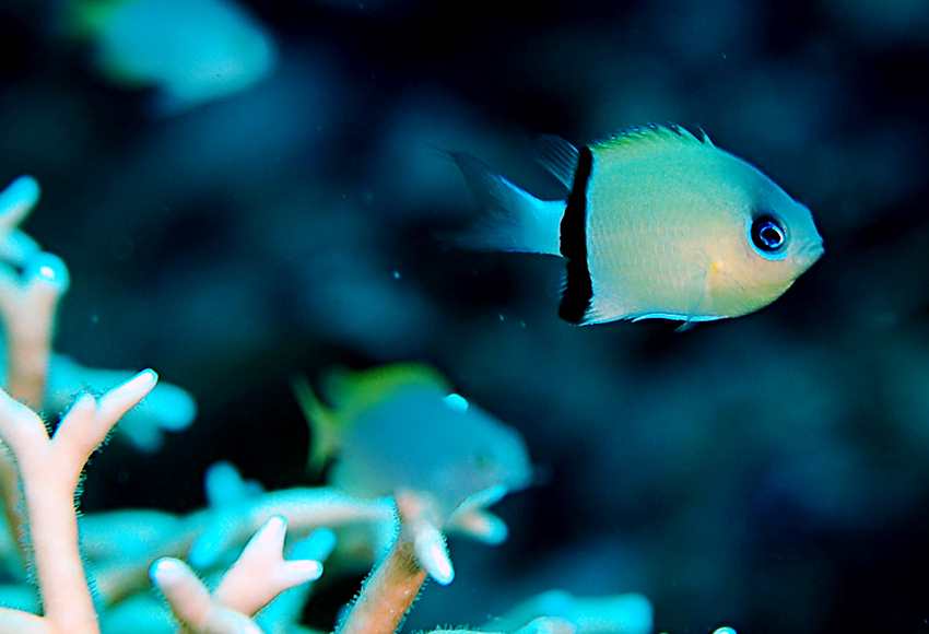 کرومیس پاندا