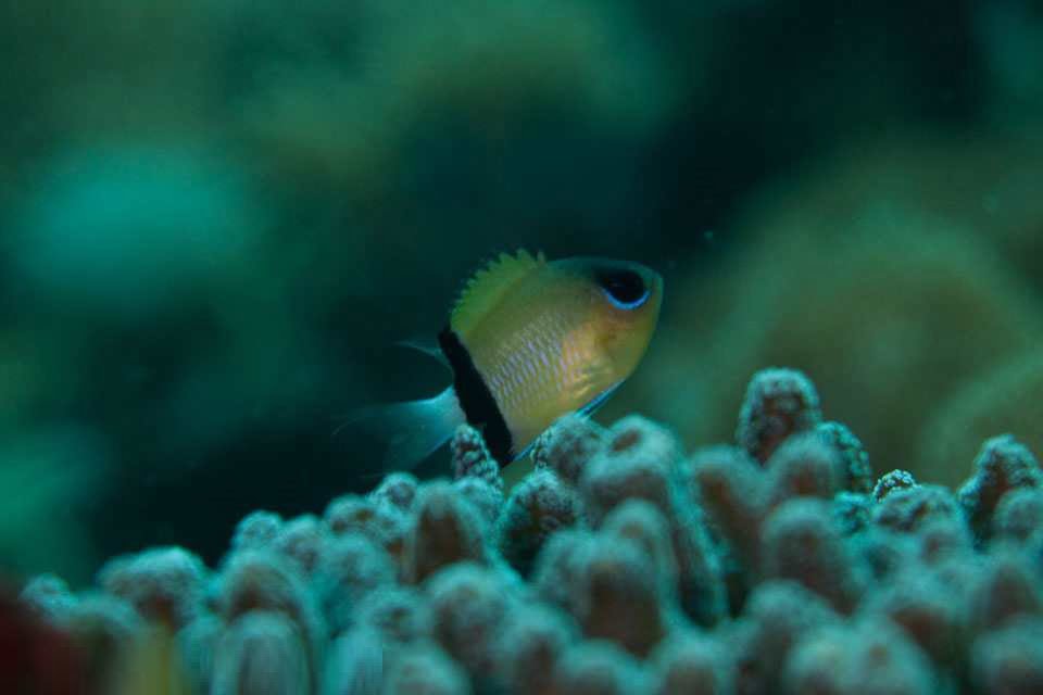 کرومیس پاندا