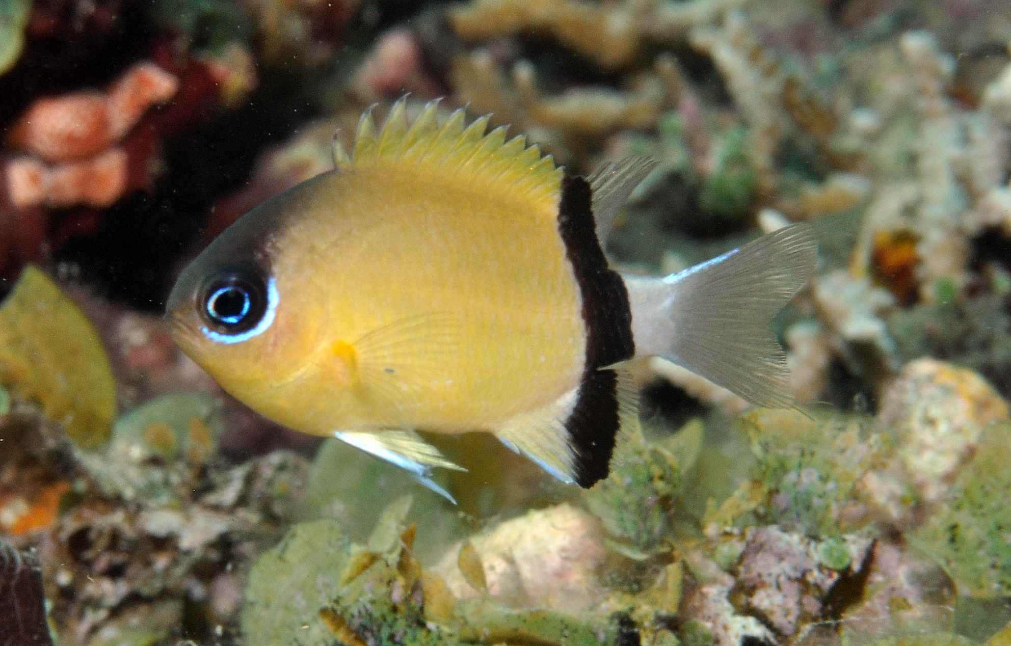 کرومیس پاندا