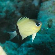 کرومیس پاندا