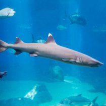 Whitetip reef shark