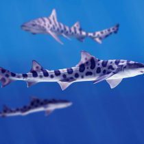 Leopard Shark