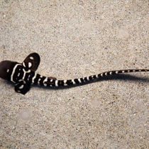 کوسه گورخری