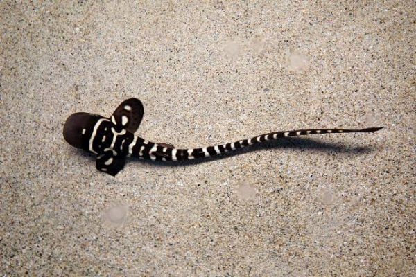 کوسه گورخری