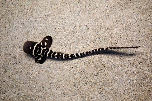 کوسه گورخری