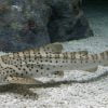 Zebra Shark