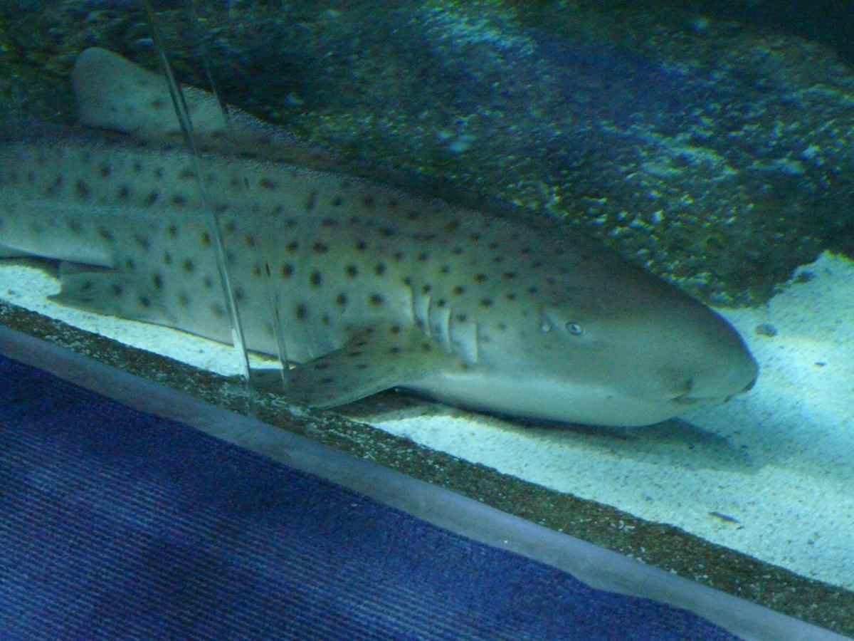 Zebra Shark
