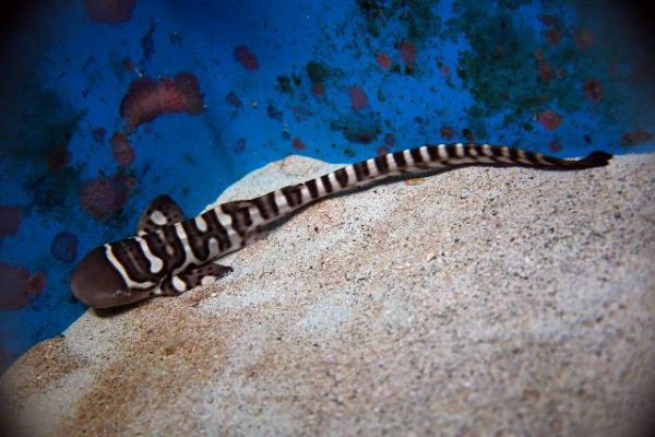 کوسه گورخری