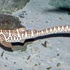 Zebra Shark