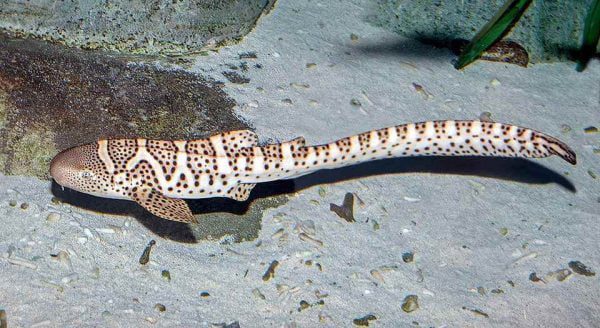 Zebra Shark