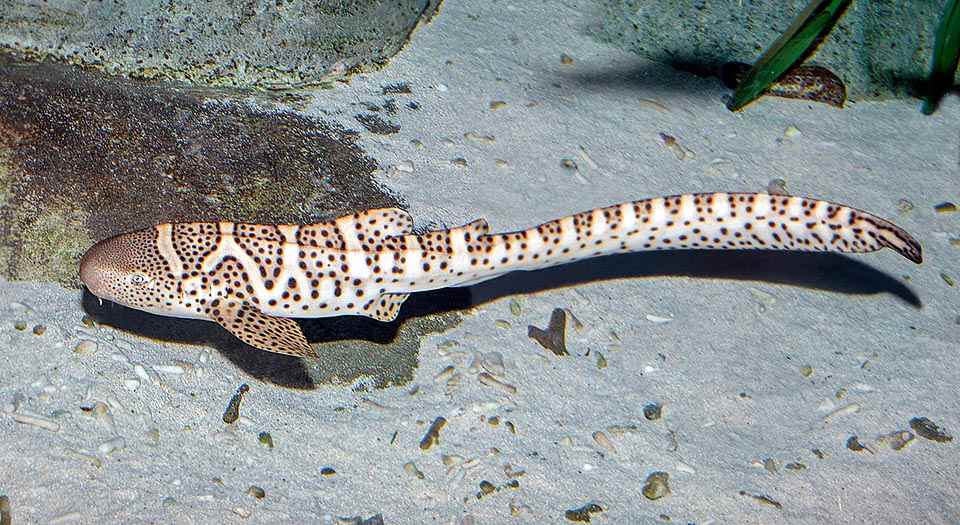 Zebra Shark