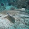 Zebra Shark