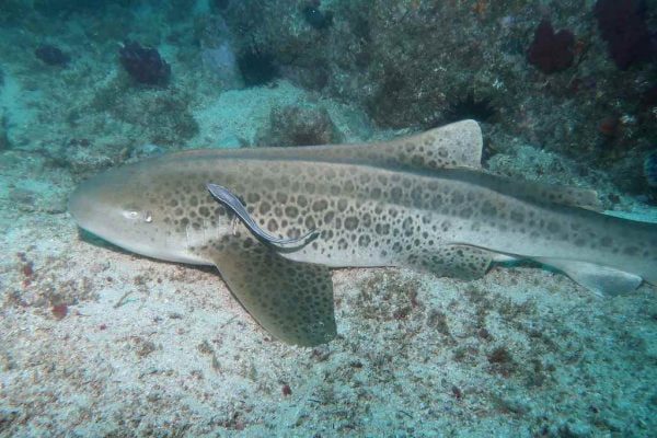 Zebra Shark