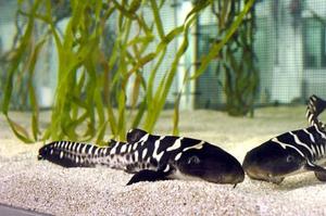 کوسه گورخری