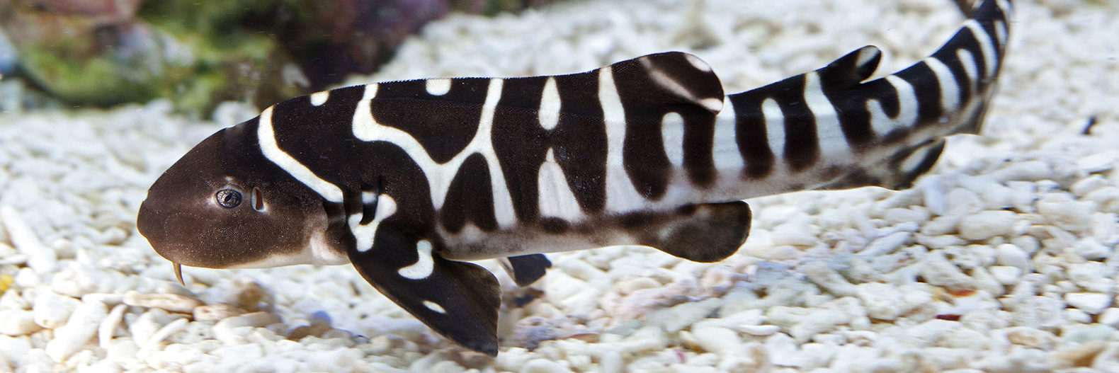 کوسه گورخری