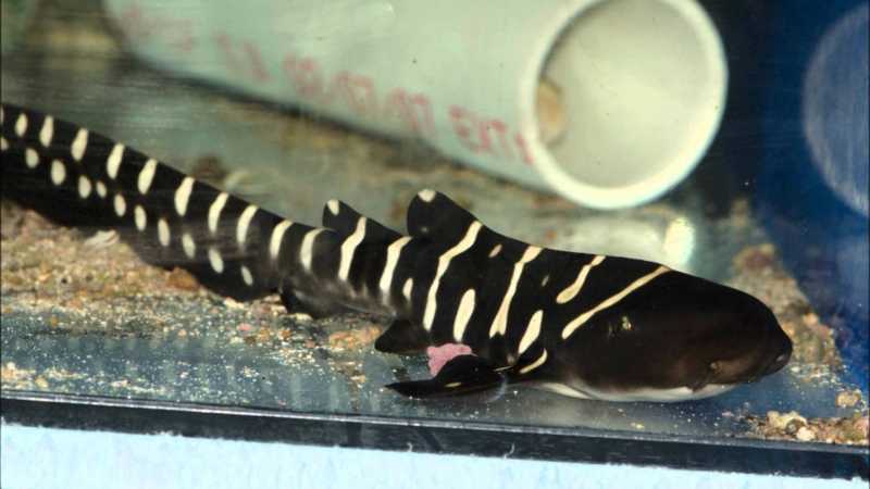 کوسه گورخری