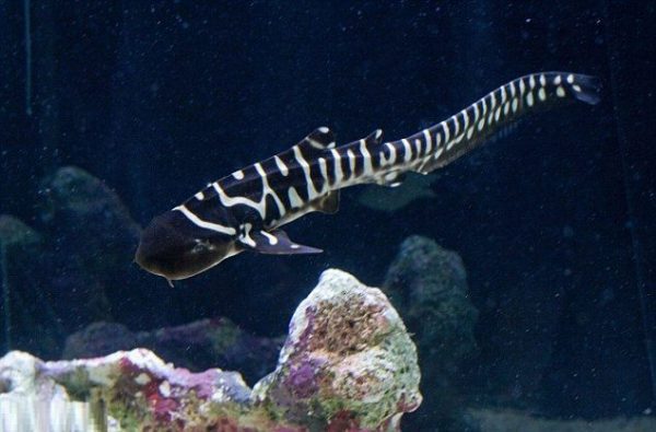 کوسه گورخری