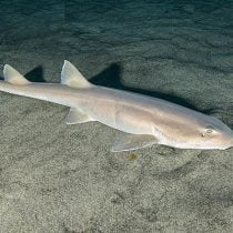 Arabian Carpet Shark