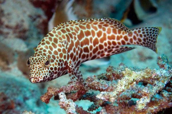 گروپر لانه زنبوری