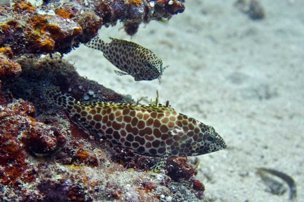 گروپر لانه زنبوری