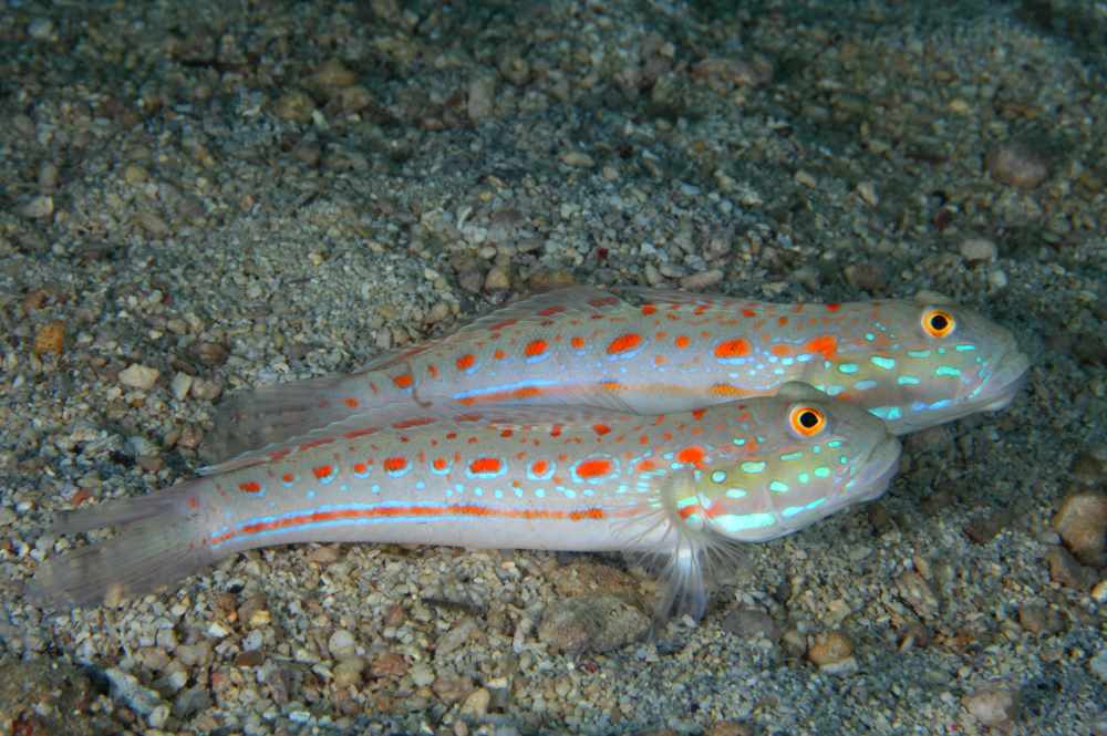 گوبی خال نارنجی