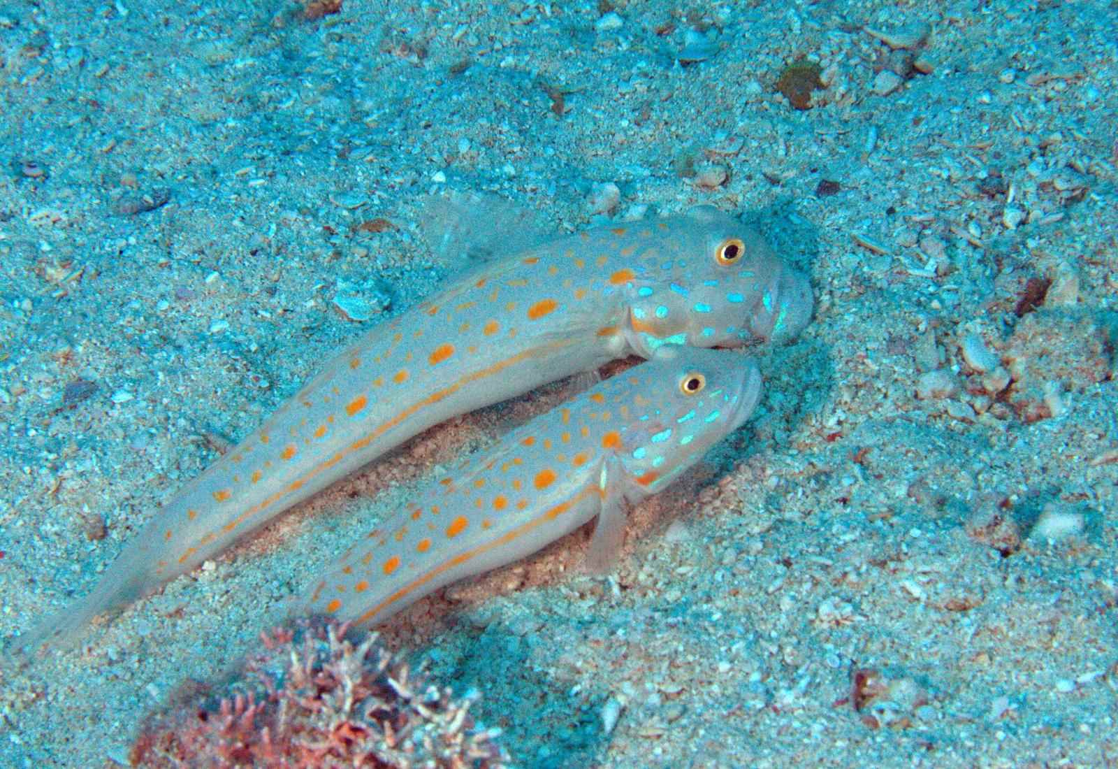 گوبی خال نارنجی